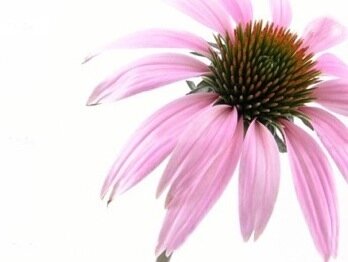 эхинацея эхинацея