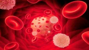 Показания лейкоцитов в крови при коклюше