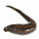 Аптечная пиявка