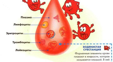 Что такое цитаферез и методика его проведения