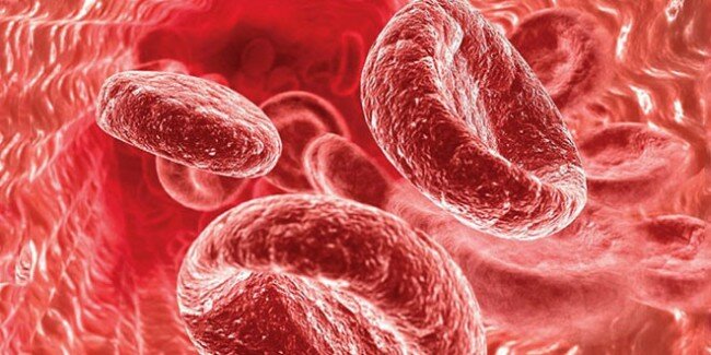 Крупные красные кровяные тельца