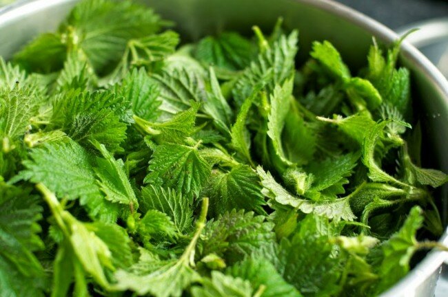 Листья крапивы в плошке