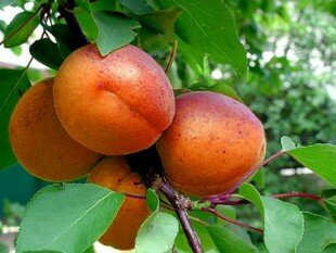 абрикосы на ветке