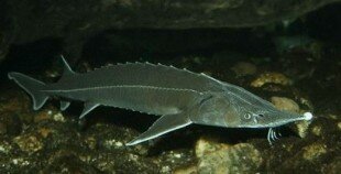 белуга на морском дне