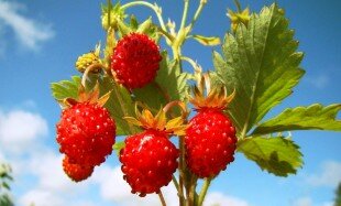 куст земляники