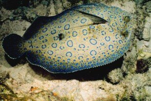 камбала в привычной среде обитания