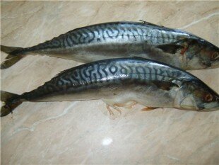 скумбрия лежит на столе