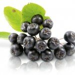 Черноплодная рябина